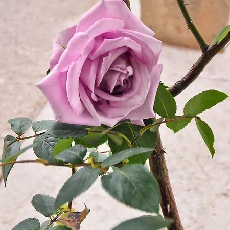 Branka Near Dubrovnik With Pool And Wine Cellar Διαμέρισμα *