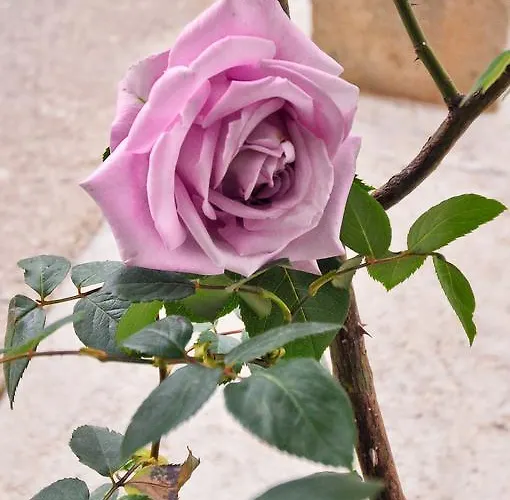 Branka Near Dubrovnik With Pool And Wine Cellar Appartement *